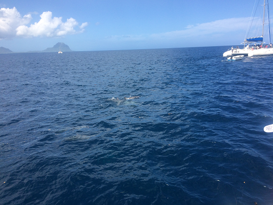 Vanishta Changea looking Dolphins at sea during a Catamaran Trip